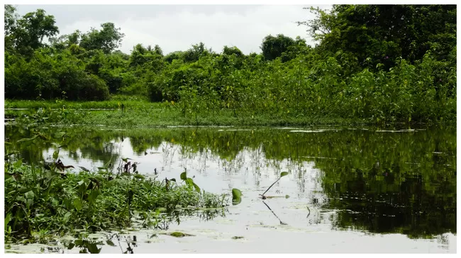 Photo of Buxa Tiger Reserve, Buxa Forest, West Bengal, India by Mustak Ali
