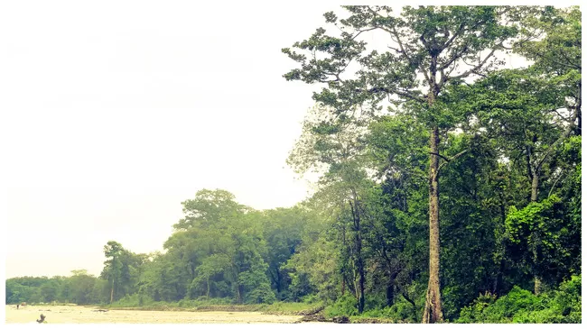 Photo of Buxa Tiger Reserve, Buxa Forest, West Bengal, India by Mustak Ali