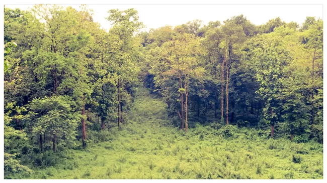 Photo of Buxa Tiger Reserve, Buxa Forest, West Bengal, India by Mustak Ali