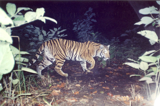 Photo of Pilibhit Tiger Reserve, Pilibhit, Uttar Pradesh, India by Le Voyageur