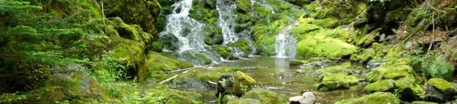 Photo of Mollem National Park, Caranzol, Goa, India by Le Voyageur