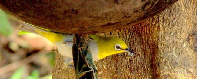 Photo of Nagzira Wildlife Sanctuary, Gondia, Maharashtra, India by Le Voyageur