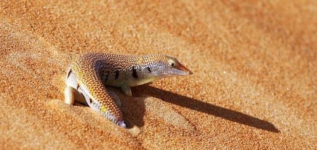 Photo of Desert National Park, Bada Bag, Rajasthan, India by Le Voyageur