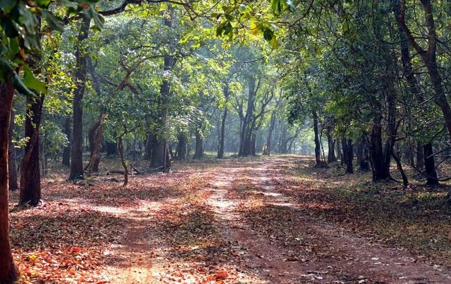 Photo of Cotigao Wildlife Sanctuary, Khotigao, Goa, India by Le Voyageur