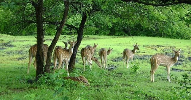 Photo of Indravati National Park, Dantewada, Chhattisgarh, India by Le Voyageur