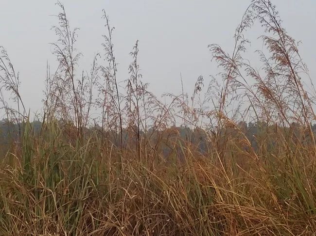 Photo of Dudhwa National Park, Palia Kalan, Uttar Pradesh, India by Aparajita