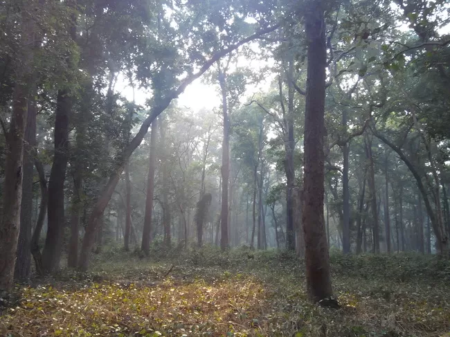 Photo of Dudhwa National Park, Palia Kalan, Uttar Pradesh, India by Aparajita
