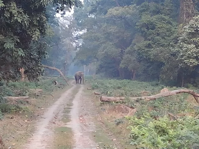 Photo of Dudhwa National Park, Palia Kalan, Uttar Pradesh, India by Aparajita