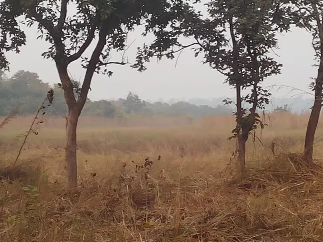 Photo of Dudhwa National Park, Palia Kalan, Uttar Pradesh, India by Aparajita
