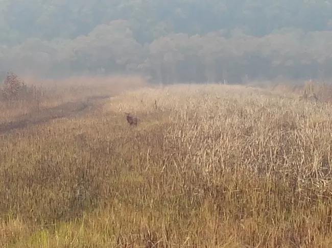 Photo of Dudhwa National Park, Palia Kalan, Uttar Pradesh, India by Aparajita