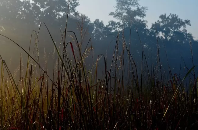 Photo of Dudhwa National Park, Palia Kalan, Uttar Pradesh, India by Arvind Passey 