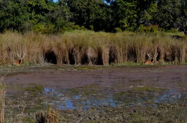 Photo of Dudhwa National Park, Palia Kalan, Uttar Pradesh, India by Arvind Passey 