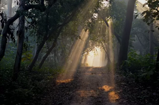 Photo of Dudhwa National Park, Palia Kalan, Uttar Pradesh, India by Arvind Passey 