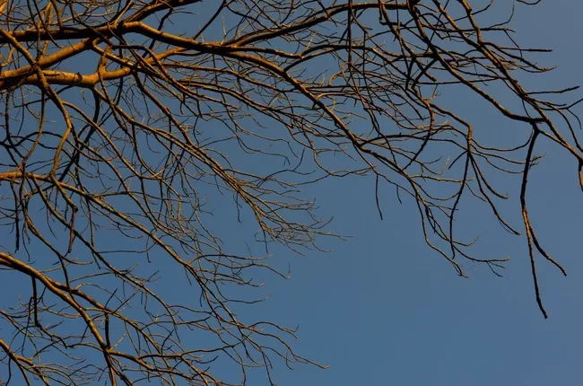 Photo of Dudhwa National Park, Palia Kalan, Uttar Pradesh, India by Arvind Passey 