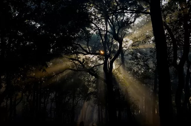 Photo of Dudhwa National Park, Palia Kalan, Uttar Pradesh, India by Arvind Passey 
