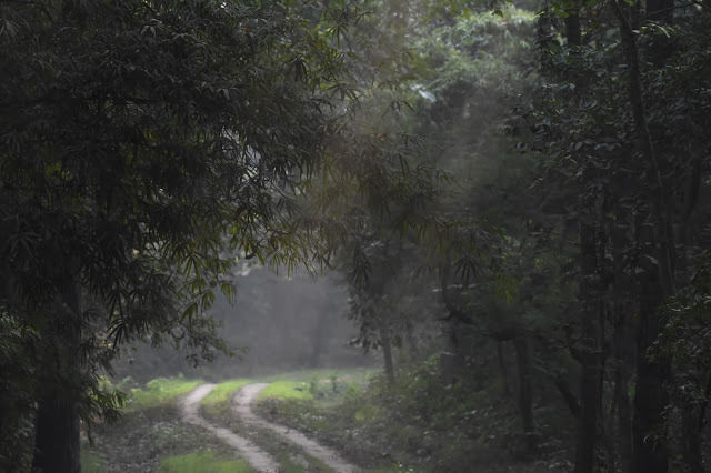 Photo of Visit to North Bihar's Valmiki Tiger Reserve 4/4 by Barun Raj