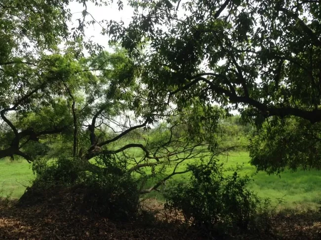 Photo of Bharatpur Bird Sanctuary, Bharatpur, Rajasthan, India by Vidu Gulpadiya