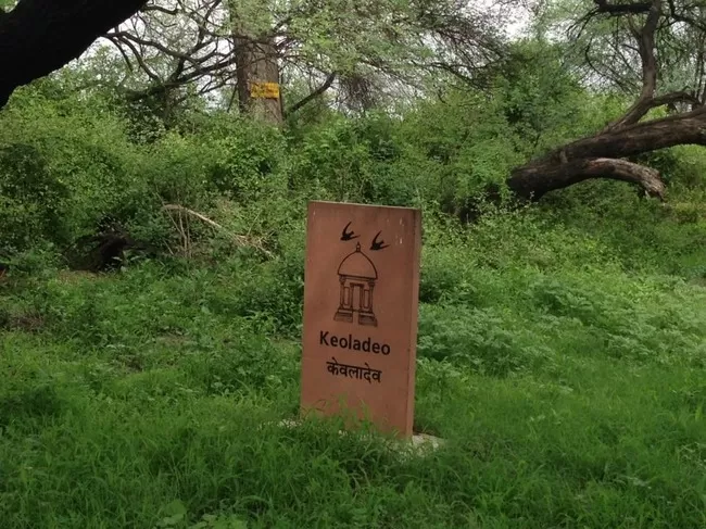 Photo of Bharatpur Bird Sanctuary, Bharatpur, Rajasthan, India by Vidu Gulpadiya