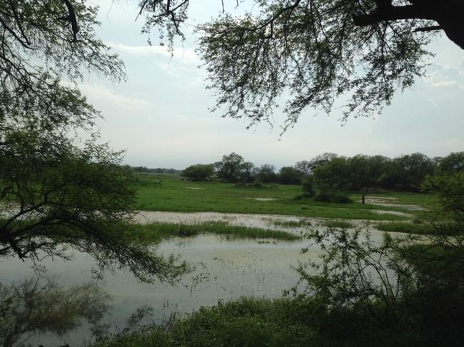 Photo of Bharatpur Bird Sanctuary, Bharatpur, Rajasthan, India by Vidu Gulpadiya