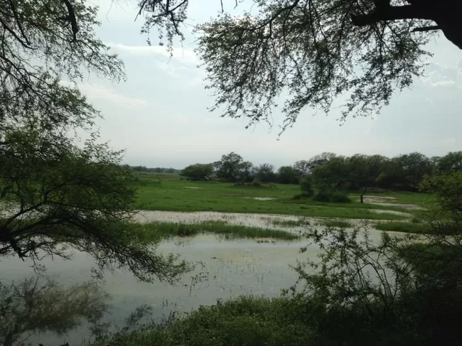Photo of Bharatpur Bird Sanctuary, Bharatpur, Rajasthan, India by Vidu Gulpadiya