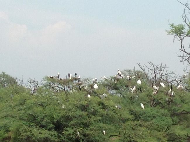 Photo of Bharatpur Bird Sanctuary, Bharatpur, Rajasthan, India by Vidu Gulpadiya
