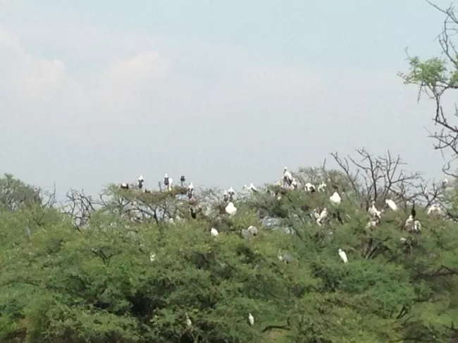 Photo of Bharatpur Bird Sanctuary, Bharatpur, Rajasthan, India by Vidu Gulpadiya