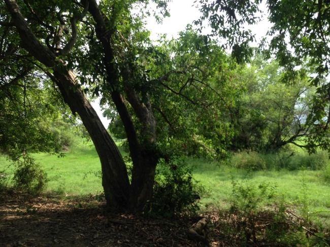 Photo of Bharatpur Bird Sanctuary, Bharatpur, Rajasthan, India by Vidu Gulpadiya