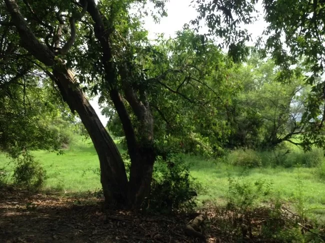Photo of Bharatpur Bird Sanctuary, Bharatpur, Rajasthan, India by Vidu Gulpadiya