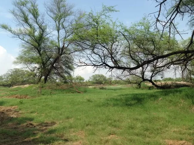 Photo of Bharatpur Bird Sanctuary, Bharatpur, Rajasthan, India by Vidu Gulpadiya