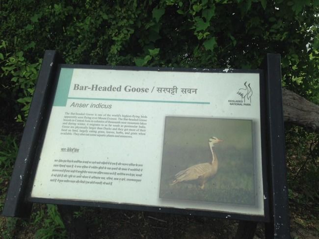 Photo of Bharatpur Bird Sanctuary, Bharatpur, Rajasthan, India by Vidu Gulpadiya