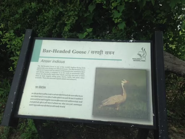 Photo of Bharatpur Bird Sanctuary, Bharatpur, Rajasthan, India by Vidu Gulpadiya