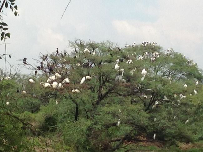 Photo of Bharatpur Bird Sanctuary, Bharatpur, Rajasthan, India by Vidu Gulpadiya