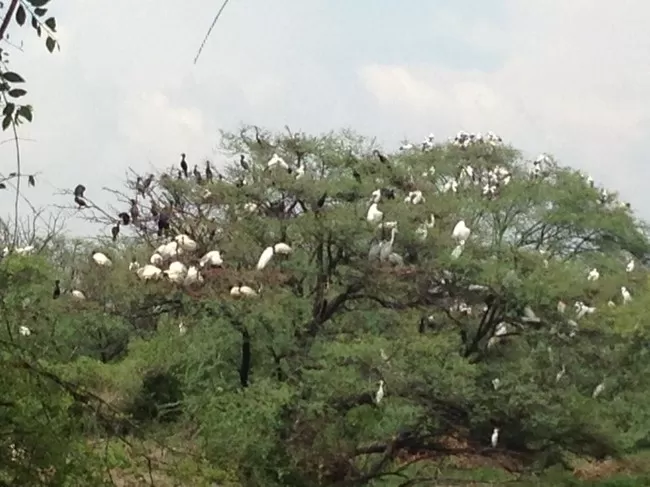 Photo of Bharatpur Bird Sanctuary, Bharatpur, Rajasthan, India by Vidu Gulpadiya