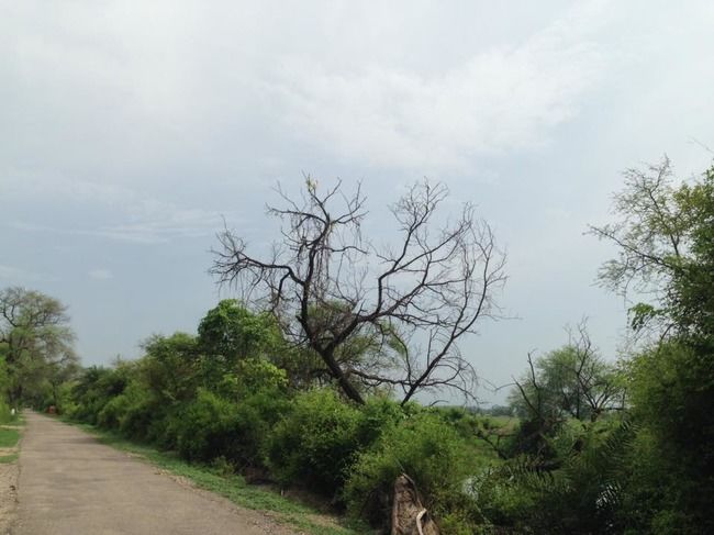 Photo of Bharatpur Bird Sanctuary, Bharatpur, Rajasthan, India by Vidu Gulpadiya