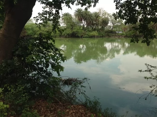 Photo of Bharatpur Bird Sanctuary, Bharatpur, Rajasthan, India by Vidu Gulpadiya