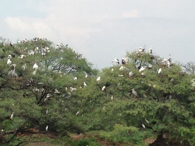 Photo of Bharatpur Bird Sanctuary, Bharatpur, Rajasthan, India by Vidu Gulpadiya