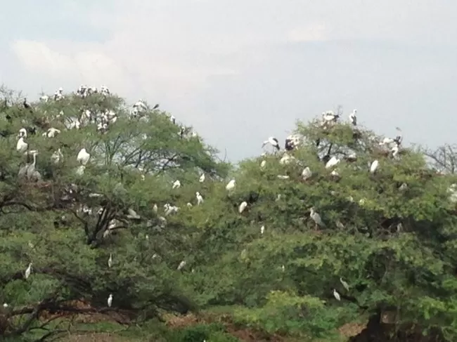 Photo of Bharatpur Bird Sanctuary, Bharatpur, Rajasthan, India by Vidu Gulpadiya