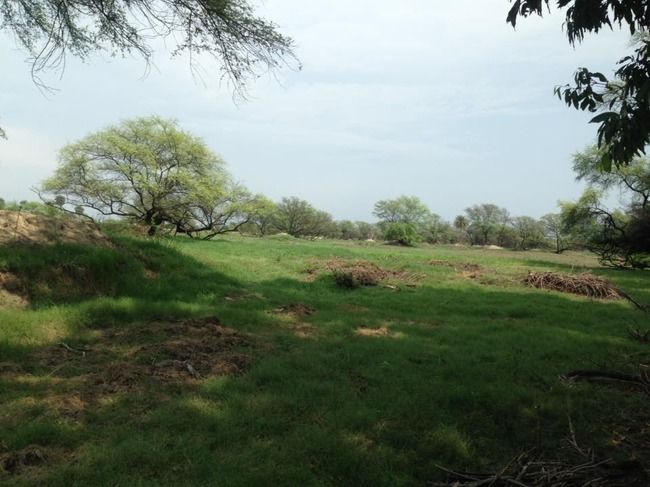 Photo of Bharatpur Bird Sanctuary, Bharatpur, Rajasthan, India by Vidu Gulpadiya