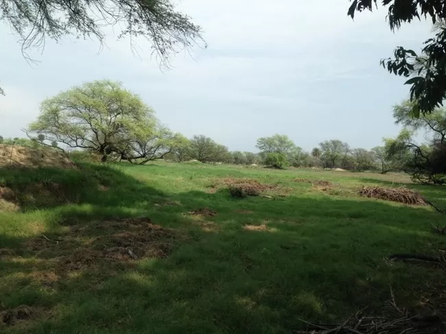 Photo of Bharatpur Bird Sanctuary, Bharatpur, Rajasthan, India by Vidu Gulpadiya