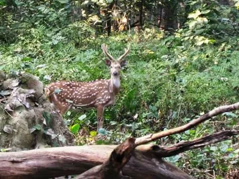 Photo of Dudhwa National Park, Palia Kalan, Uttar Pradesh, India by illustrated_travelogue