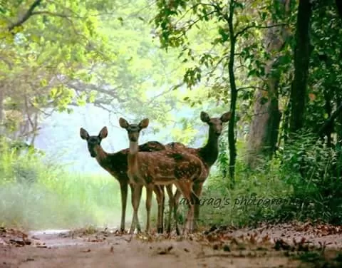 Photo of Dudhwa National Park, Palia Kalan, Uttar Pradesh, India by illustrated_travelogue