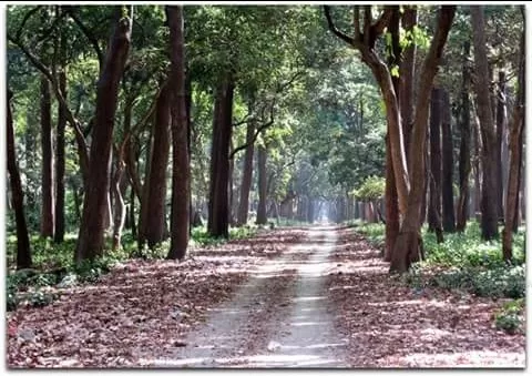 Photo of Dudhwa National Park, Palia Kalan, Uttar Pradesh, India by illustrated_travelogue