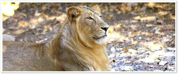 Photo of Gir National Park, Junagadh, Gujarat, India by FreakyTraveller