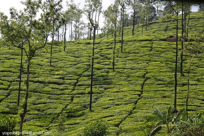 Photo of Kudremukh National Park, Marne, Karnataka, India by Yogesh Kardile
