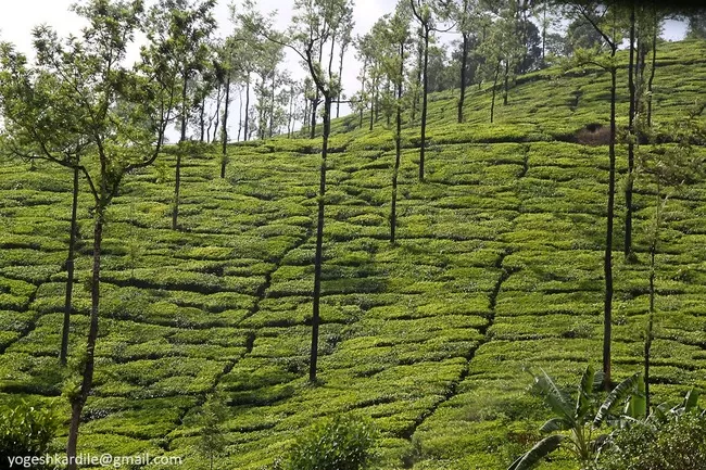 Photo of Kudremukh National Park, Marne, Karnataka, India by Yogesh Kardile