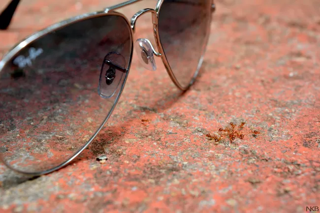 Photo of Yelagiri, Tamil Nadu, India by Nilesh Kumar