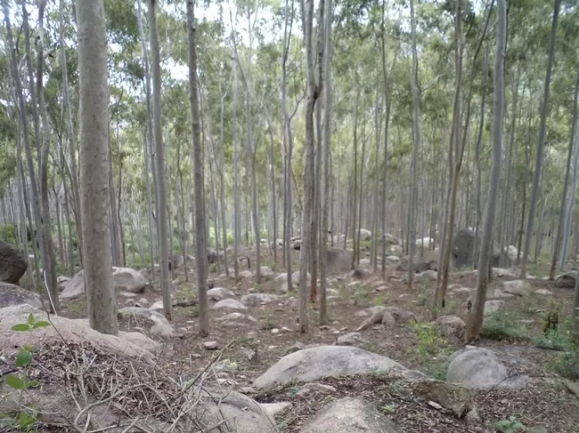 Photo of Yelagiri, Tamil Nadu, India by Manish Menon