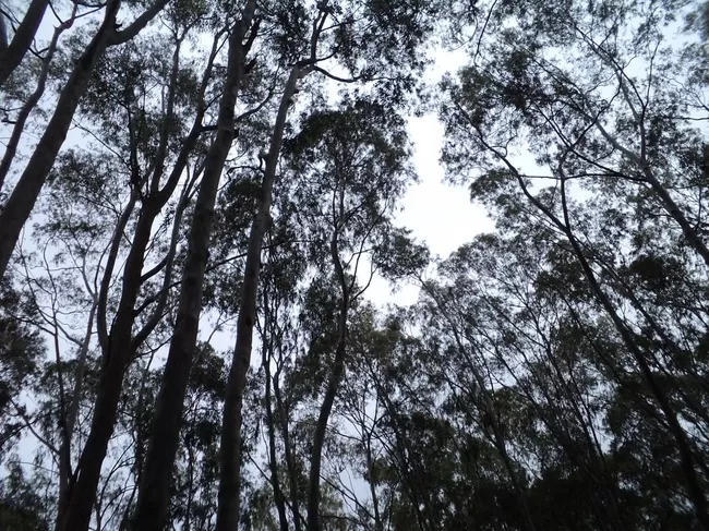 Photo of Yelagiri, Tamil Nadu, India by Manish Menon