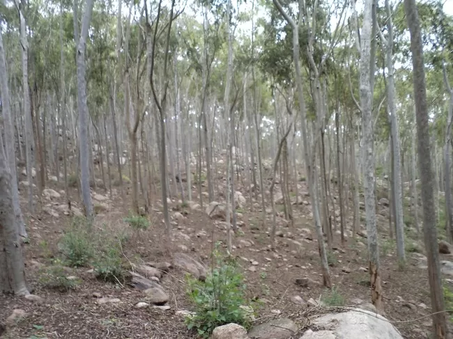 Photo of Yelagiri, Tamil Nadu, India by Manish Menon