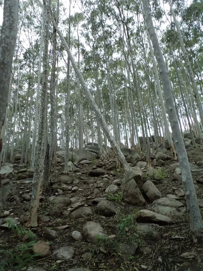 Photo of Yelagiri, Tamil Nadu, India by Manish Menon